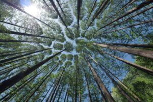 trees, canopy, crown shyness, forest, nature, woods, trees, forest, forest, forest, forest, forest