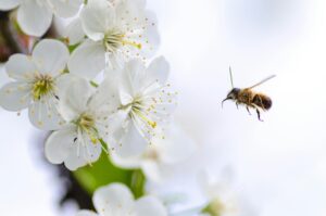 Macro shot of a bee flying towards white cherry blossoms, highlighting pollination in spring.